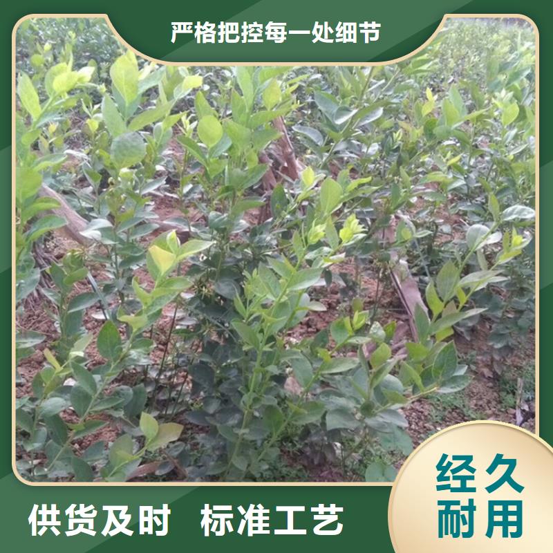 【藍莓苗,葡萄苗多種場景適用】
