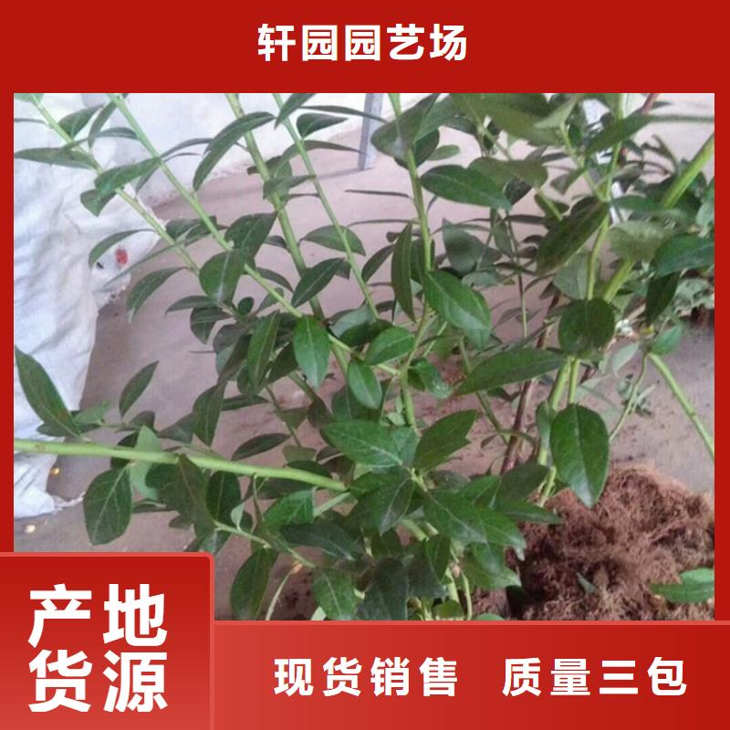 【藍莓苗】石榴樹苗快速物流發(fā)貨