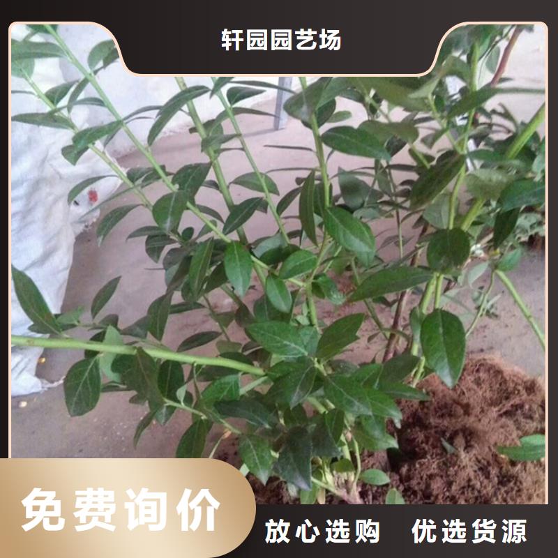 蓝莓苗【苹果苗】多年经验值得信赖