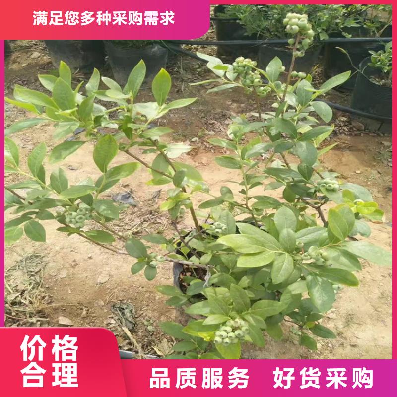 轩园梨树苗【蓝莓苗】_苹果苗源头工厂