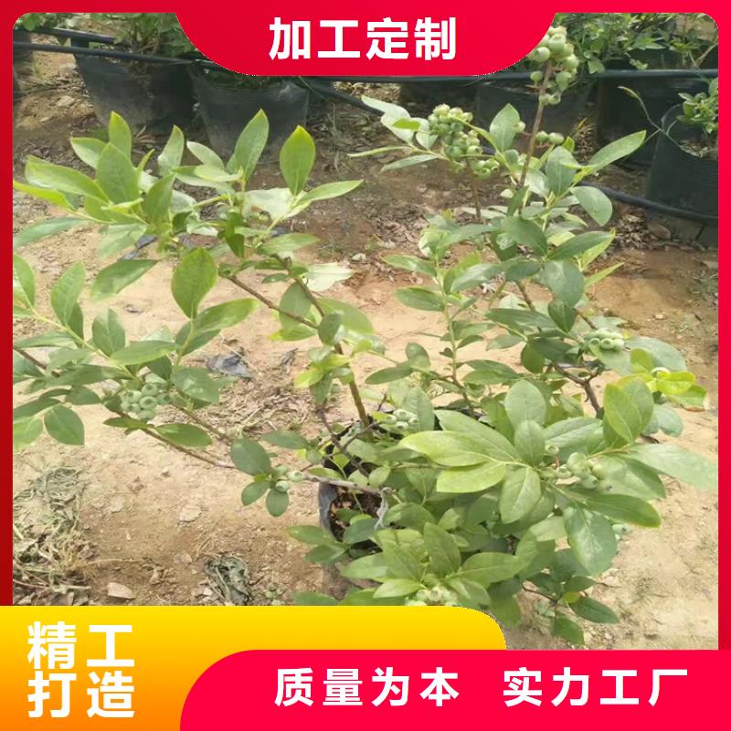 藍(lán)莓苗紅顏草莓價(jià)格實(shí)惠工廠直供