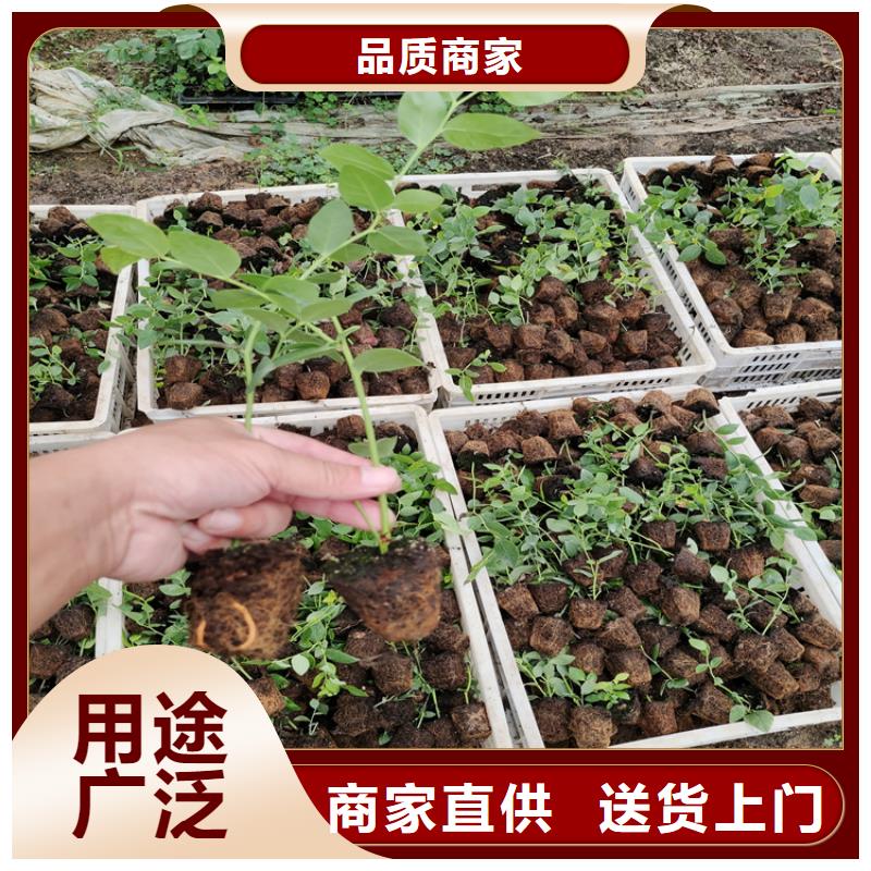 藍莓苗,奶油草莓市場報價