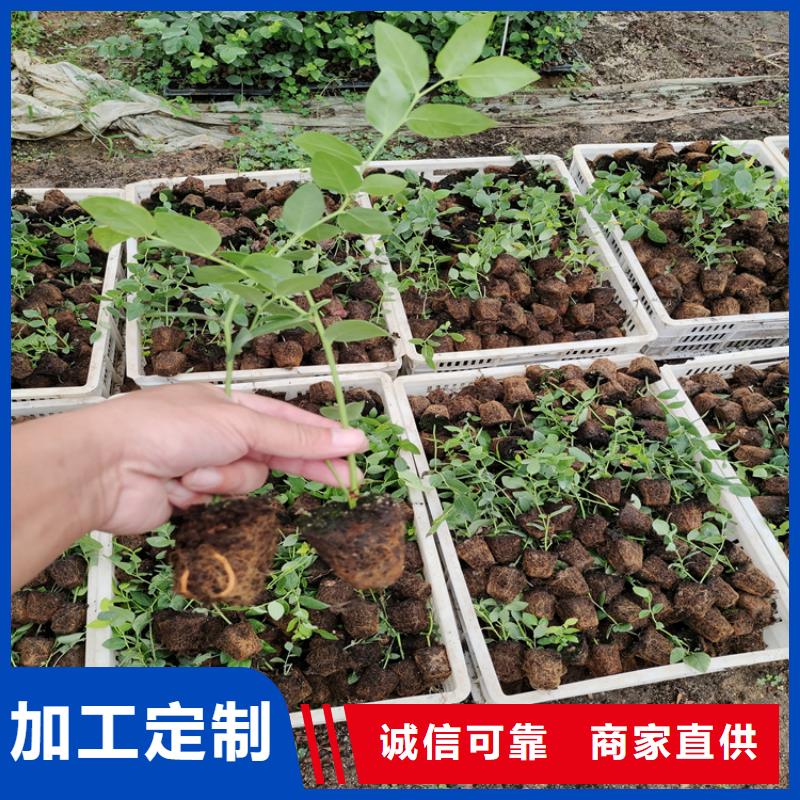 结果蓝莓树大棚种植