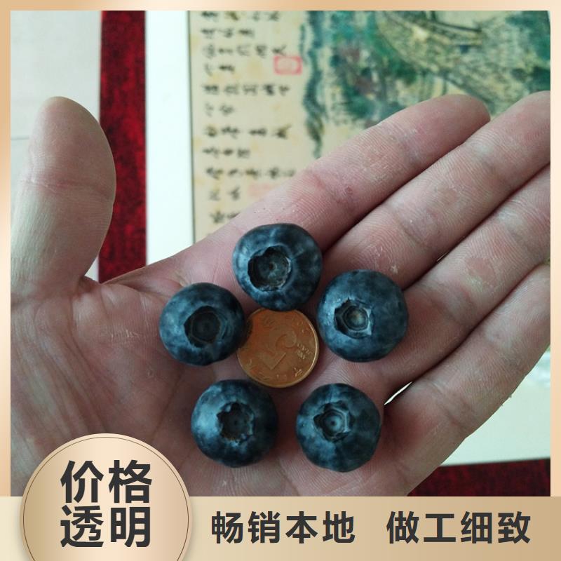 藍(lán)莓苗_無花果苗廠家貨源穩(wěn)定