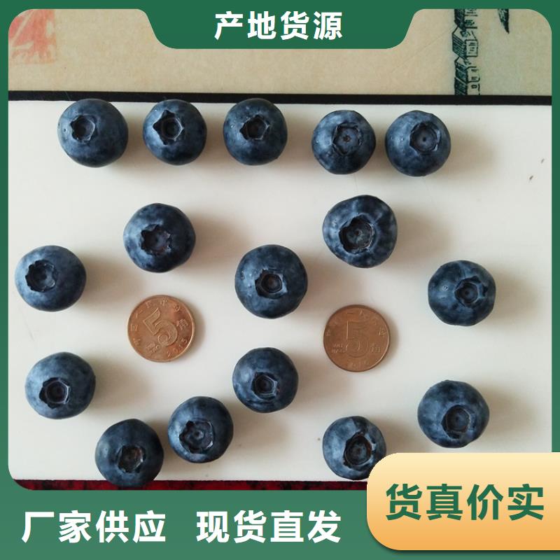 藍(lán)莓苗_無花果苗廠家貨源穩(wěn)定