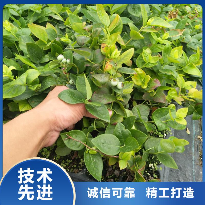 【蓝莓苗】石榴苗品质优选本地厂家
