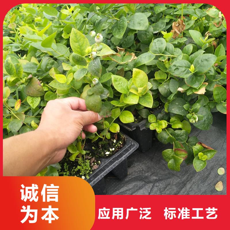 蓝莓苗嘎啦苹果真材实料加工定制