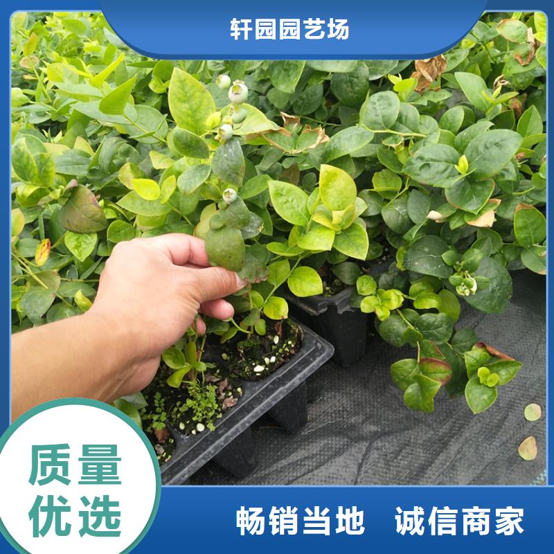 【蓝莓苗】石榴苗品质优选本地厂家