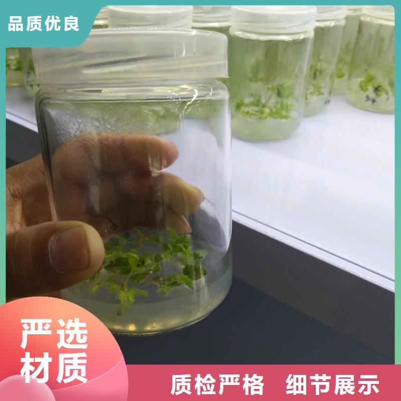 【蓝莓苗】石榴苗品质优选本地厂家