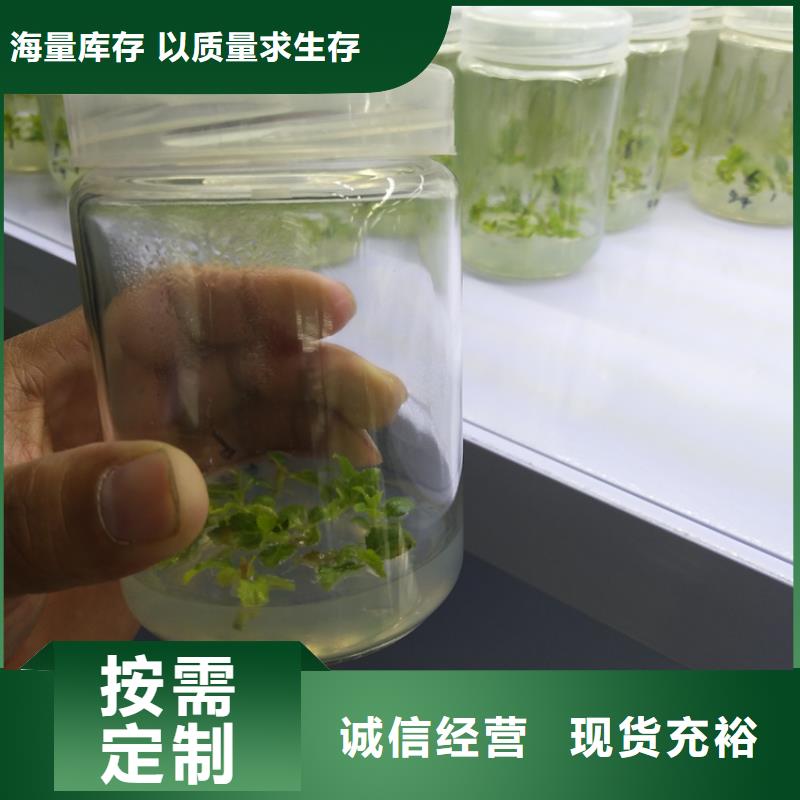 蓝莓苗-猕猴桃苗款式新颖