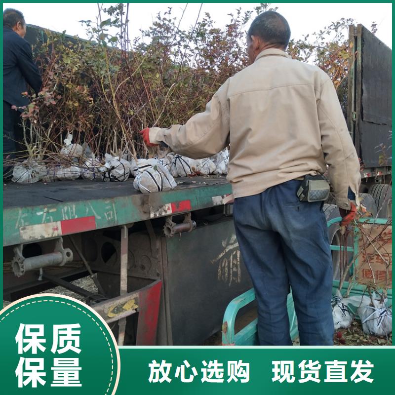 蓝莓苗板栗苗品牌大厂家