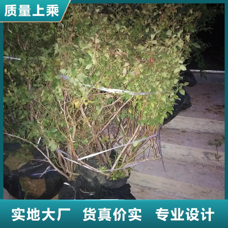 蓝莓苗梨树苗诚信经营质量保证