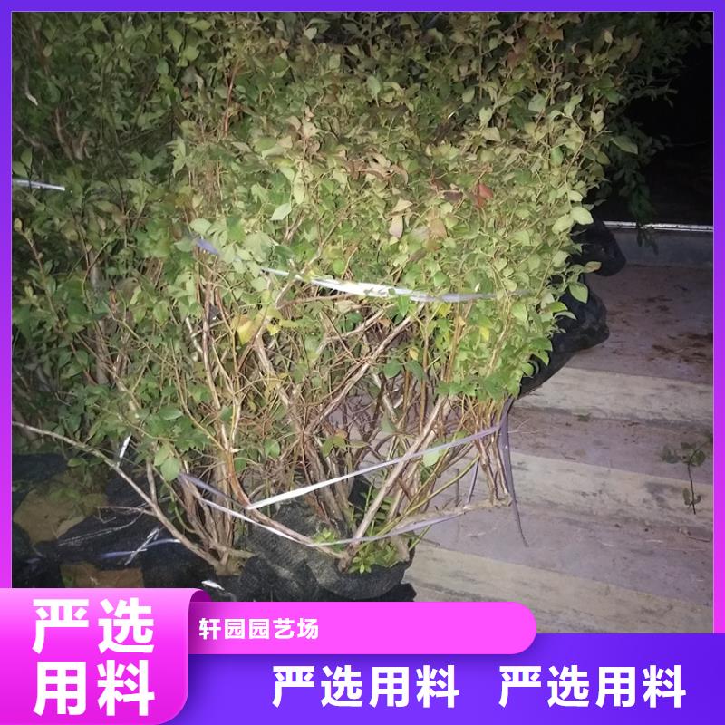 蓝莓苗樱桃苗细节严格凸显品质