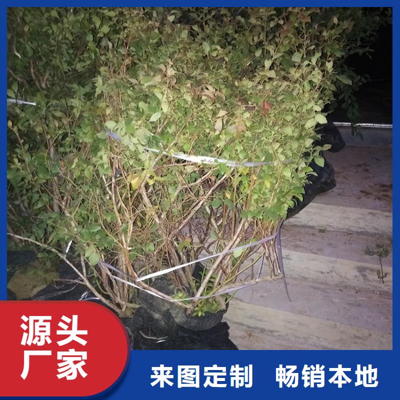 轩园梨树苗【蓝莓苗】_苹果苗源头工厂