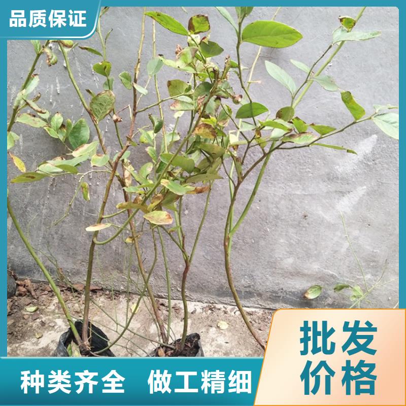 蓝莓苗梨树苗诚信经营质量保证