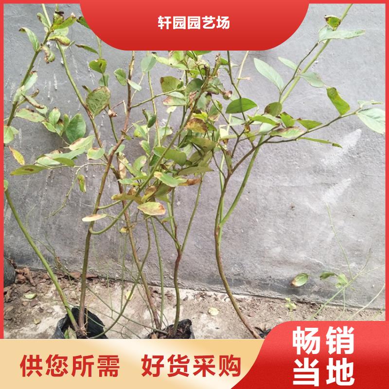 轩园梨树苗【蓝莓苗】_苹果苗源头工厂