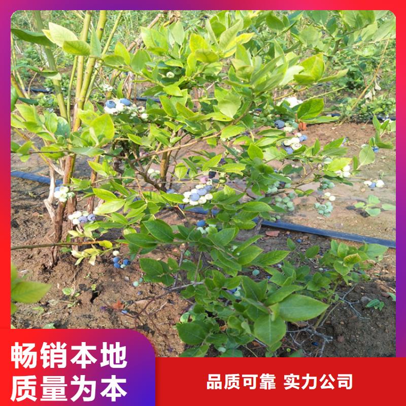 藍(lán)莓苗櫻桃苗工期短發(fā)貨快