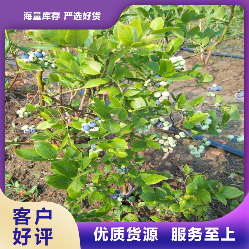蓝莓苗-猕猴桃苗款式新颖
