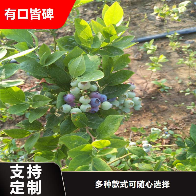 结果蓝莓树大棚种植