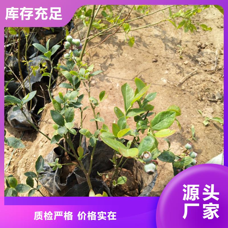 蓝莓苗石榴树高品质诚信厂家