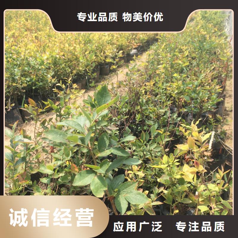 轩园梨树苗【蓝莓苗】_苹果苗源头工厂