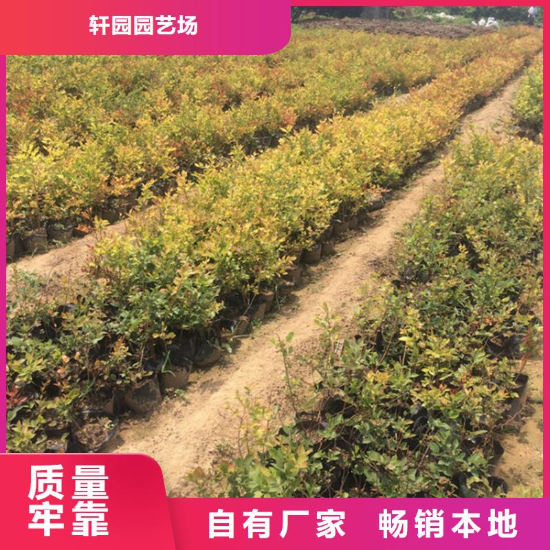 蓝莓苗苹果苗厂家