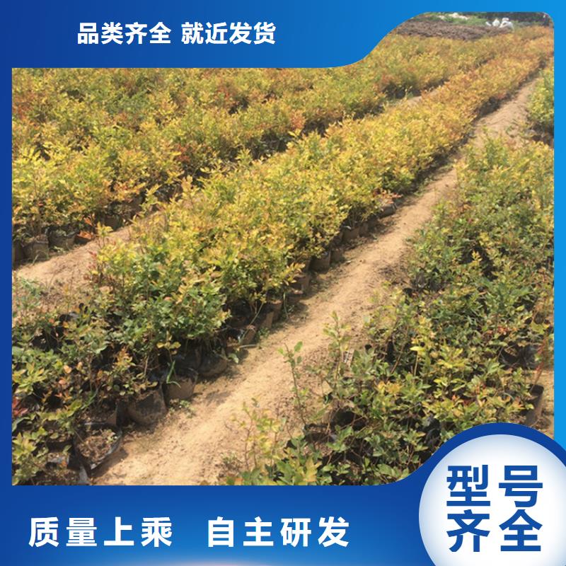 蓝莓苗石榴树高品质诚信厂家