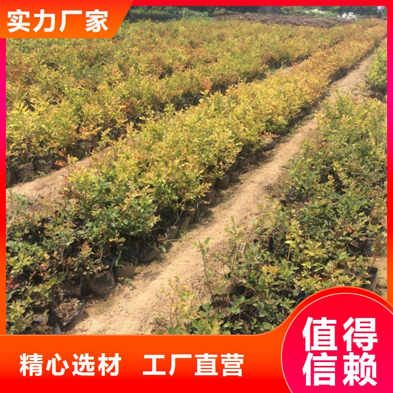 蓝莓苗-猕猴桃苗款式新颖