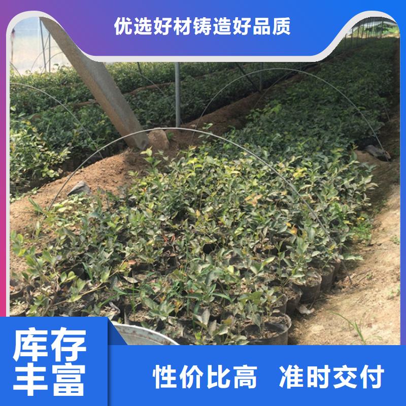 蓝莓苗石榴树高品质诚信厂家