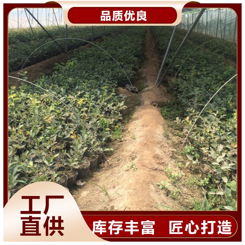 蓝莓苗-猕猴桃苗款式新颖