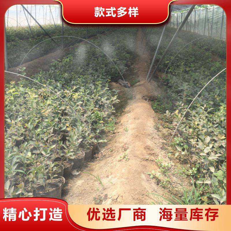 【蓝莓苗】石榴苗品质优选本地厂家