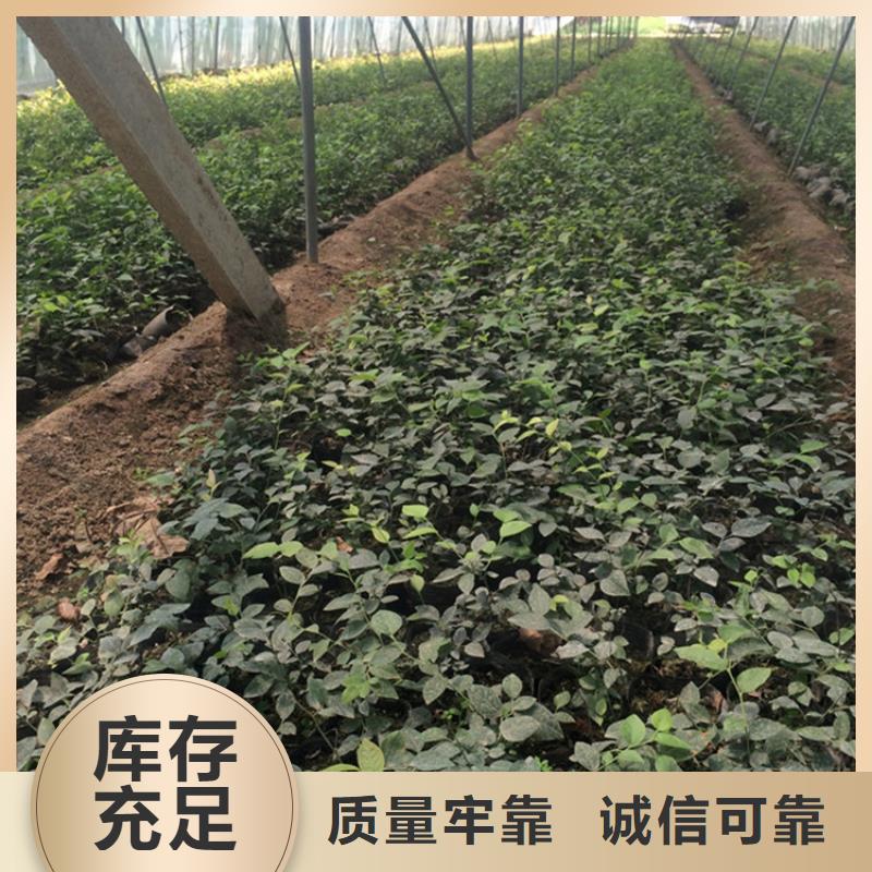 蓝莓苗樱桃苗细节严格凸显品质