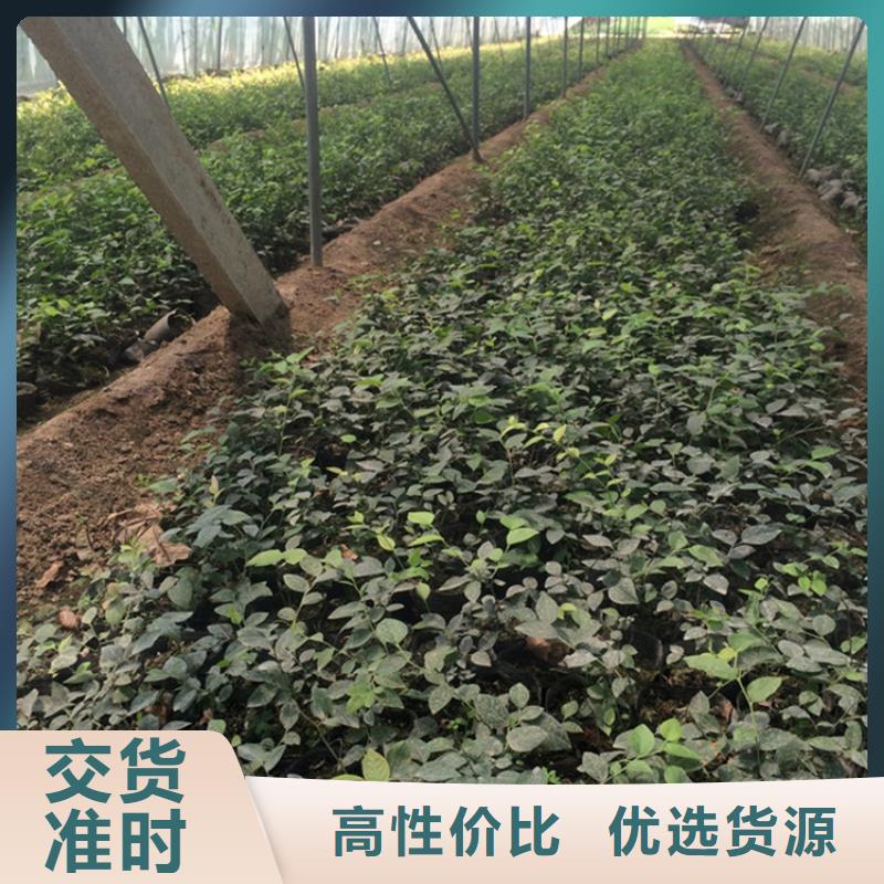 藍莓苗,奶油草莓市場報價