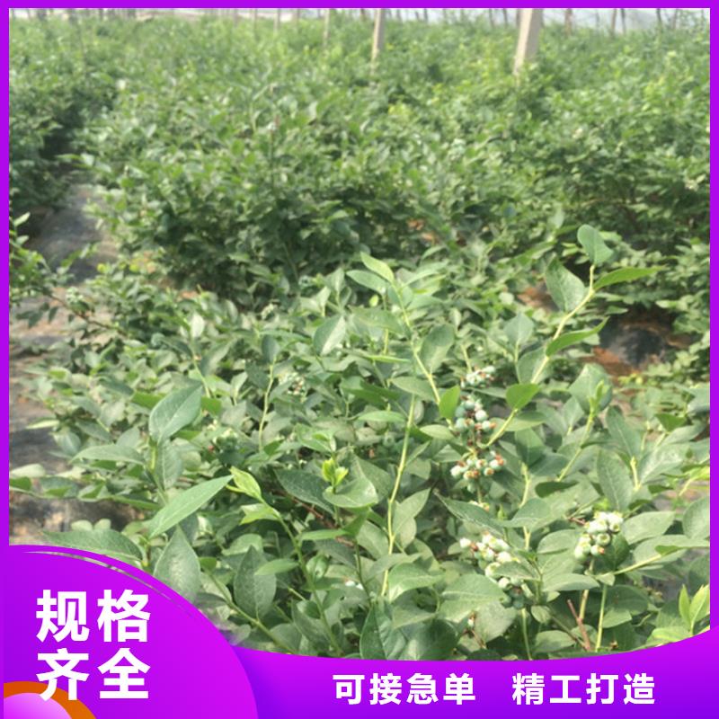 藍莓苗_桃樹苗工廠直銷