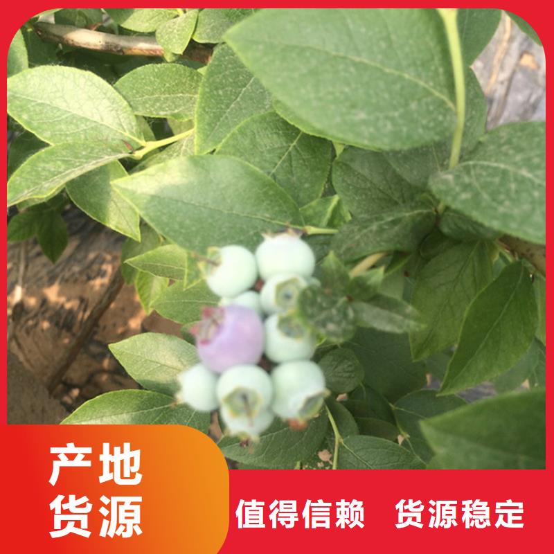 【藍莓苗,葡萄苗多種場景適用】