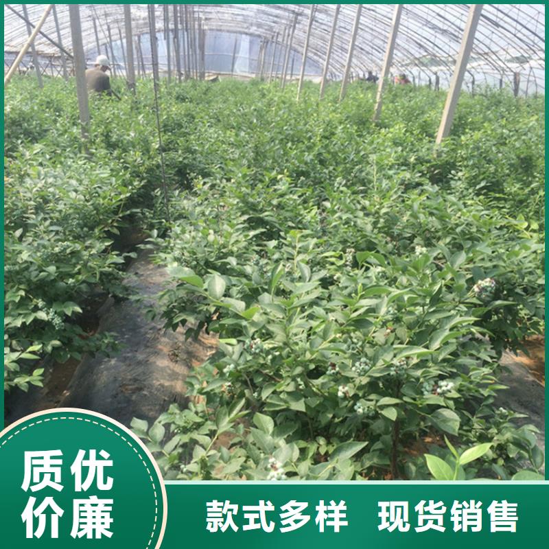 蓝莓苗石榴树高品质诚信厂家