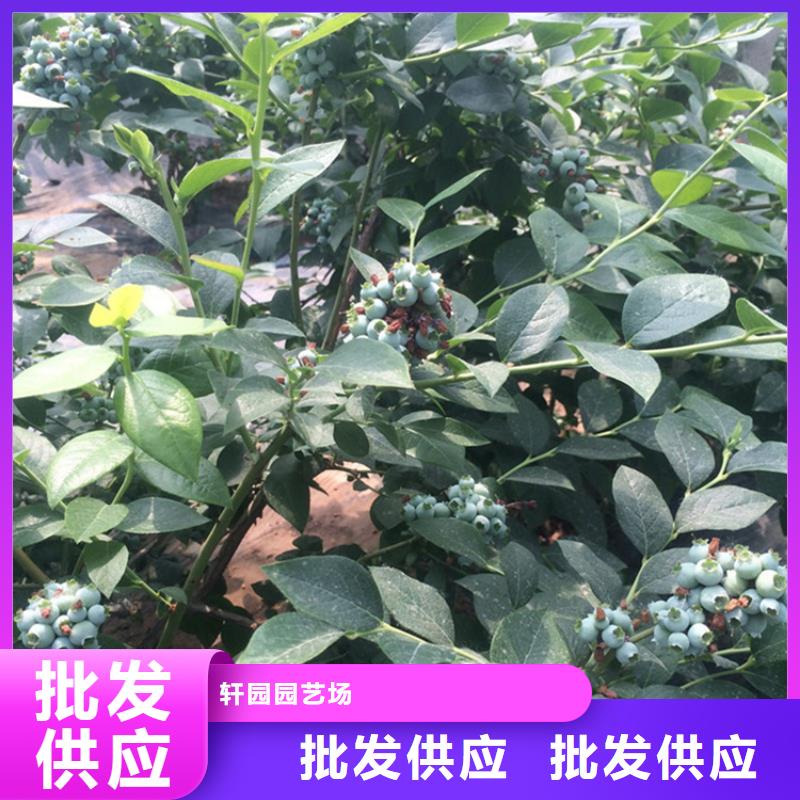 藍(lán)莓苗-獼猴桃苗款式新穎