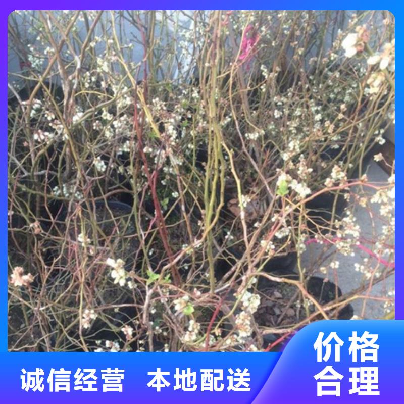 蓝莓苗梨树苗诚信经营质量保证