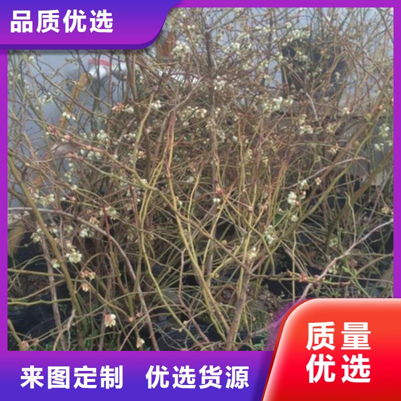 梨树苗-视频-山西省吕梁市|方山|岚县|忻州|临汾|晋城|阳泉|大同梨树苗-轩园