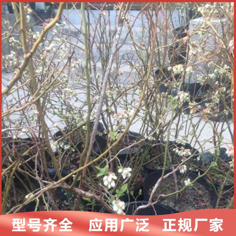 蓝莓苗樱桃苗细节严格凸显品质