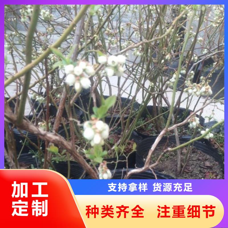 经销商【 蓝莓苗桃树苗有实力有经验】