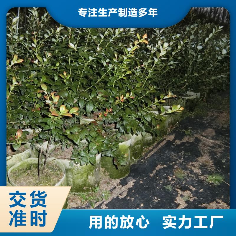 藍莓苗梨樹苗誠信經營質量保證