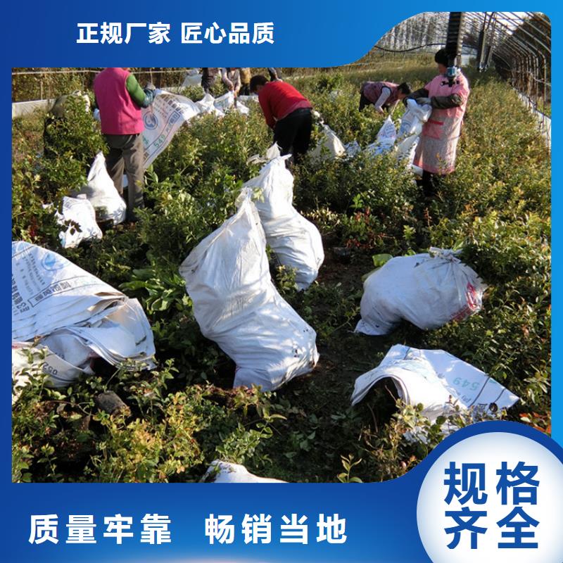 蓝莓苗苹果苗厂家