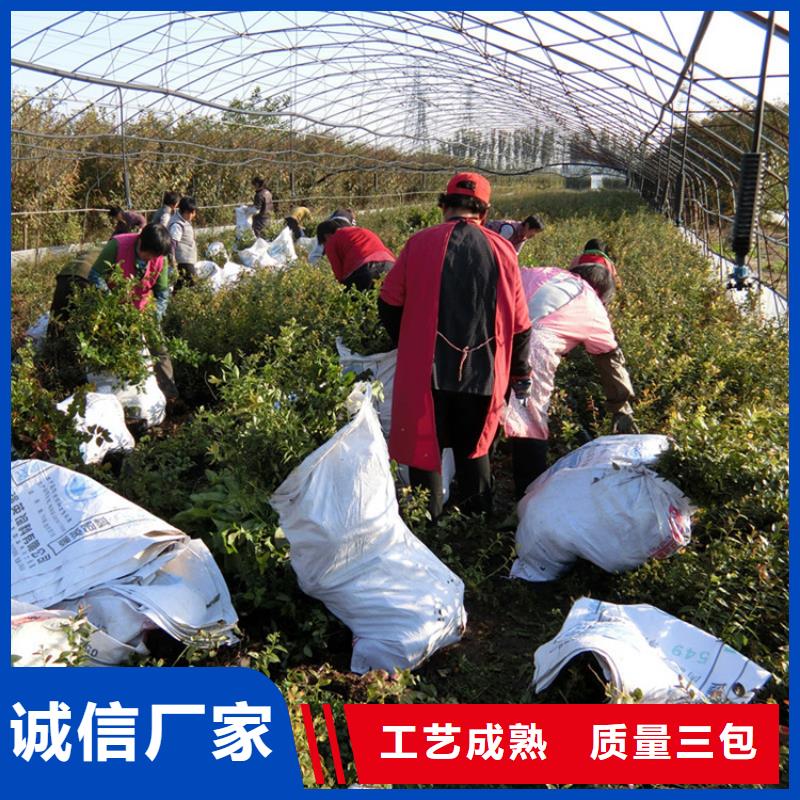 轩园梨树苗【蓝莓苗】_苹果苗源头工厂