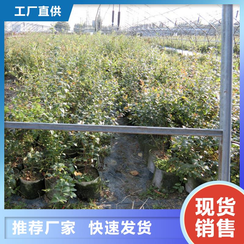 蓝莓苗板栗苗品牌大厂家