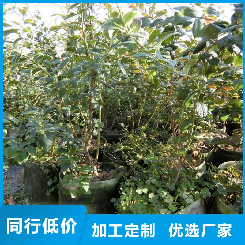 蓝莓苗樱桃苗细节严格凸显品质