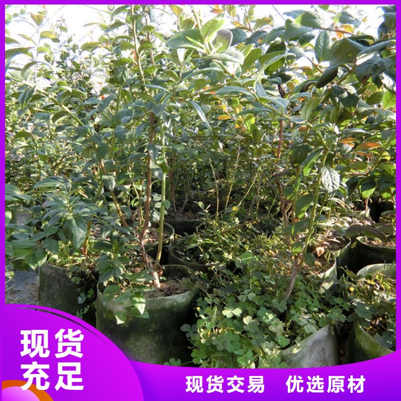 【蓝莓苗】石榴苗品质优选本地厂家