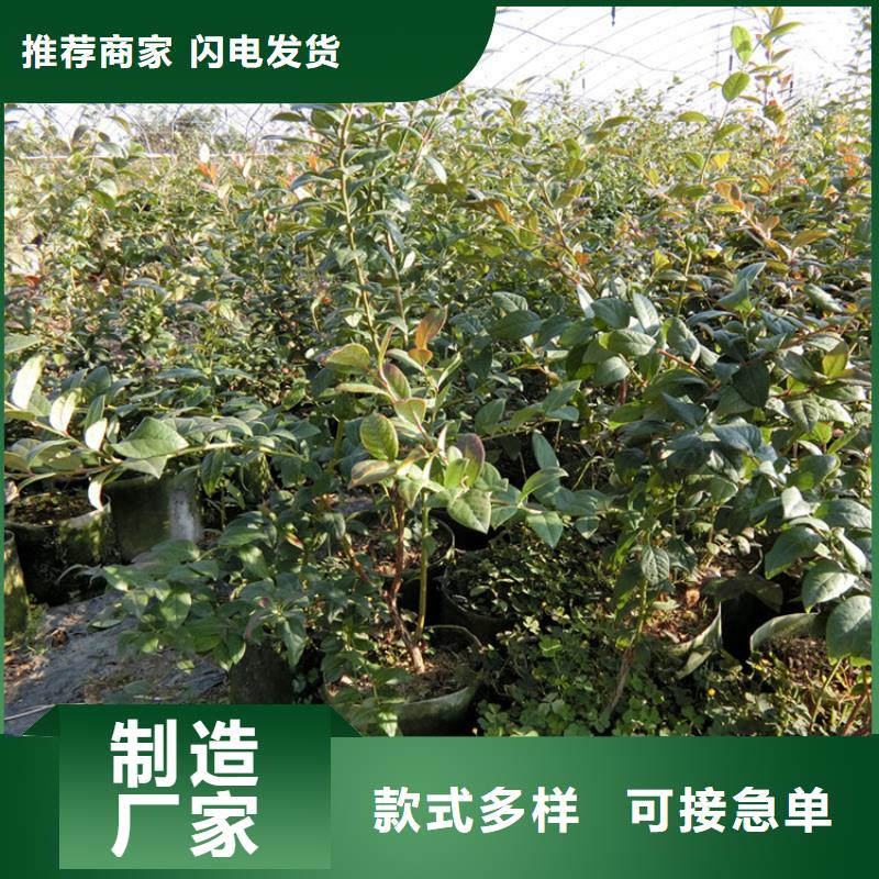 藍莓苗蘋果苗廠家