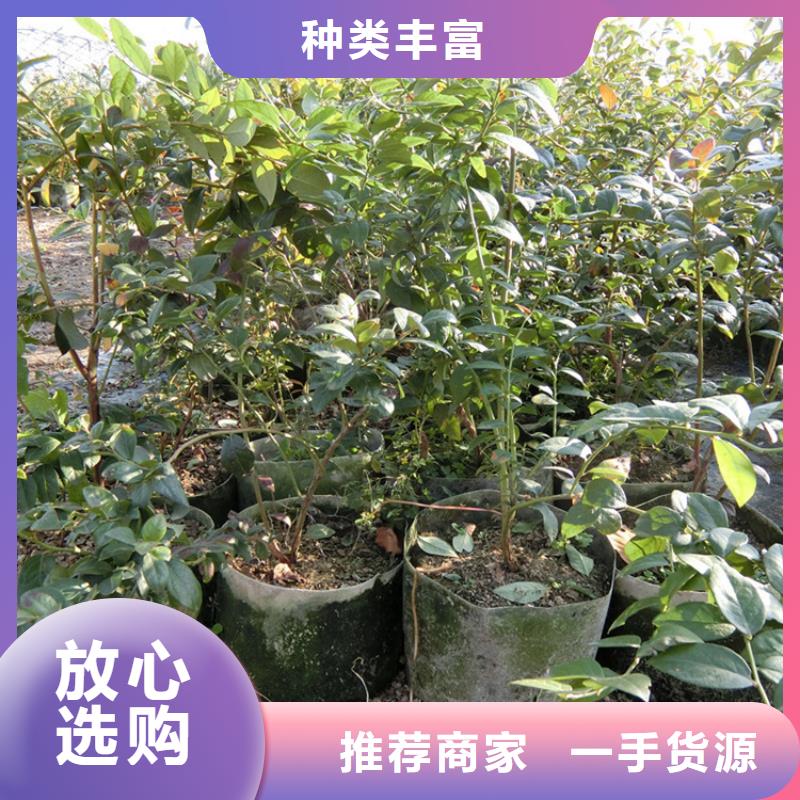 組培藍(lán)莓苗基地直銷