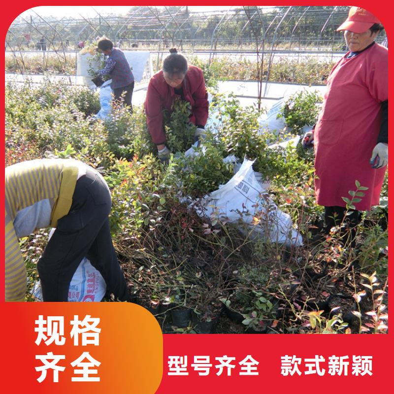 蓝莓苗_桃树苗工厂直销